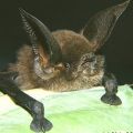 Die besten Bilder in der Kategorie tiere: Sucker-footed Bat