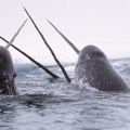 The Best Pics:  Position 90 in  - Funny  : Narwhal