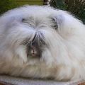 The Best Pics:  Position 40 in  - Funny  : Angora Hase