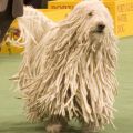 Die besten Bilder in der Kategorie hunde: Komondor Dog