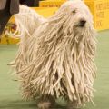 Die besten Bilder:  Position 151 in hunde - Komondor Dog