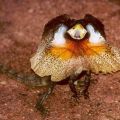 Die besten Bilder:  Position 31 in reptilien - Frill-necked Lizard