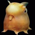 The Best Pics:  Position 84 in  - Funny  : Dumbo Octopus
