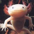 The Best Pics:  Position 68 in  - Funny  : Axolotl