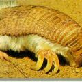 Die besten Bilder in der Kategorie tiere: Pink Fairy Armadillo