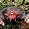 Die besten Bilder:  Position 385 in tiere - Star-nosed Mole