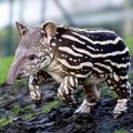 Die besten Bilder:  Position 51 in tiere - Tapir