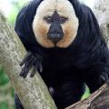 Die besten Bilder in der Kategorie tiere: White-faced Saki Monkey