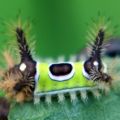 Die besten Bilder in der Kategorie insekten: Raupe