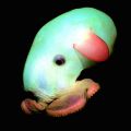 Die besten Bilder in der Kategorie fische_und_meer: Dumbo-Octopus