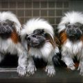 The Best Pics:  Position 225 in  - Funny  : Tamarin Affen