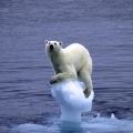 Die besten Bilder:  Position 91 in tiere - Klimawandel Eisbär