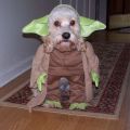 Die besten Bilder in der Kategorie verkleidungen: Yoda-Hund