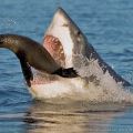Die besten Bilder in der Kategorie fische_und_meer: Hai küsst Robbe