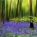 Die besten Bilder in der Kategorie natur: Wald