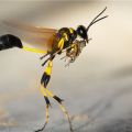 Die besten Bilder:  Position 14 in insekten - Wespe