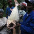 Die besten Bilder in der Kategorie fische_und_meer: Piranha