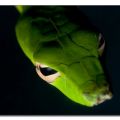 Die besten Bilder in der Kategorie reptilien: Schlange