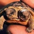 Die besten Bilder in der Kategorie reptilien: 2-köpfige Schildkröte