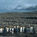 The Best Pics:  Position 99 in  - Funny  : Pinguine