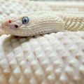 Die besten Bilder in der Kategorie reptilien: Weisse Schlange