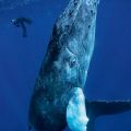 Die besten Bilder:  Position 137 in natur - Wal