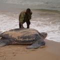 Die besten Bilder in der Kategorie reptilien: Meeres Schildkröte