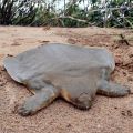 Die besten Bilder in der Kategorie reptilien: Seltsame Schildkröte