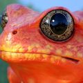 Die besten Bilder in der Kategorie tiere: Frosch 