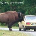 Die besten Bilder:  Position 177 in tiere - Bison