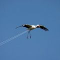 The Best Pics:  Position 10 in  - Funny  : Turbo-Storch