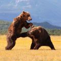 Die besten Bilder in der Kategorie tiere: Bärenstark
