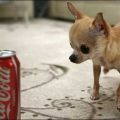 Die besten Bilder in der Kategorie hunde: Der kleinste Hund der Welt