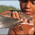 Die besten Bilder in der Kategorie fische_und_meer: Fliegender Fish