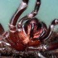 Die besten Bilder:  Position 23 in spinnentiere - Spinnen Klauen