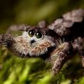 Die besten Bilder in der Kategorie spinnentiere: Jumper Spinne