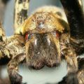 The Best Pics:  Position 41 in  - Funny  : Spinne macro