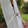 The Best Pics:  Position 51 in  - Funny  : Spinne mit Spinnennetz