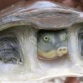 Die besten Bilder in der Kategorie tiere: Schildkröte