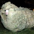 Die besten Bilder in der Kategorie tiere: ungeschorenes Schaf