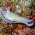 The Best Pics:  Position 47 in  - Funny  : Wasser-Schnecke