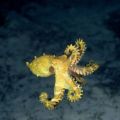 Die besten Bilder:  Position 11 in fische und meer - Octopus - Krake