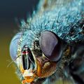 Die besten Bilder:  Position 69 in insekten - Macro-Aufnahme einer Fliege