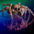 The Best Pics:  Position 32 in  - Funny  : Macro-Aufnahme einer Vogelspinne