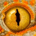 Die besten Bilder:  Position 76 in reptilien - Macro-Aufnahme eines Gecko-Auges