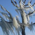 Die besten Bilder in der Kategorie natur: Eisbaum - Icetree