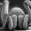 Die besten Bilder in der Kategorie spinnentiere: Macro-Aufnahme einer Spinne