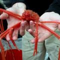 Die besten Bilder in der Kategorie fische_und_meer: SpiderCrab