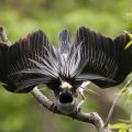 Die besten Bilder:  Position 12 in vÖgel - Heron  Vogel