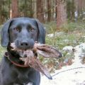 The Best Pics:  Position 80 in  - Funny  : hund, hase, ostern
